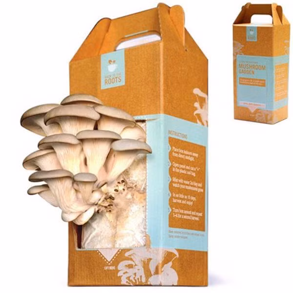 3 cach tu trong nam tai nha vua sach vua ngon, 10 ngay sau thu hoach ca ro - 15