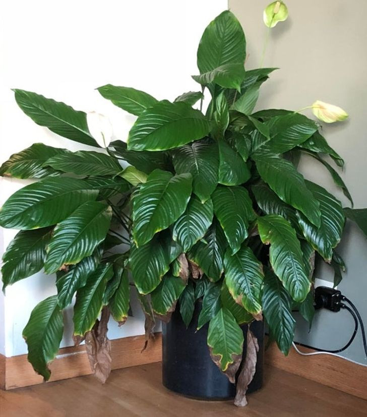 15 Air Purifying Plants to Have in Your Home If You Suffer From Allergies