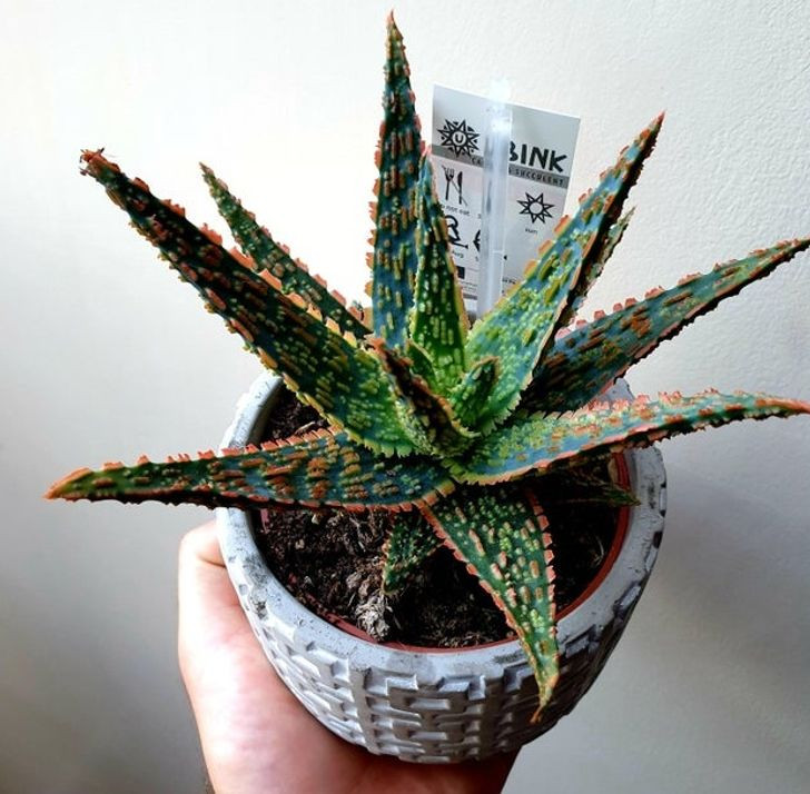 15 Air Purifying Plants to Have in Your Home If You Suffer From Allergies