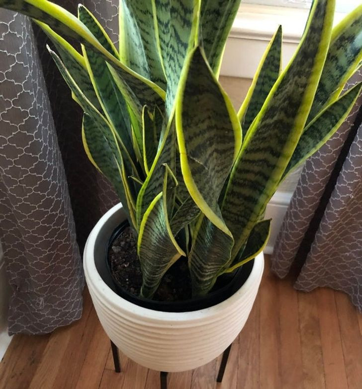 15 Air Purifying Plants to Have in Your Home If You Suffer From Allergies
