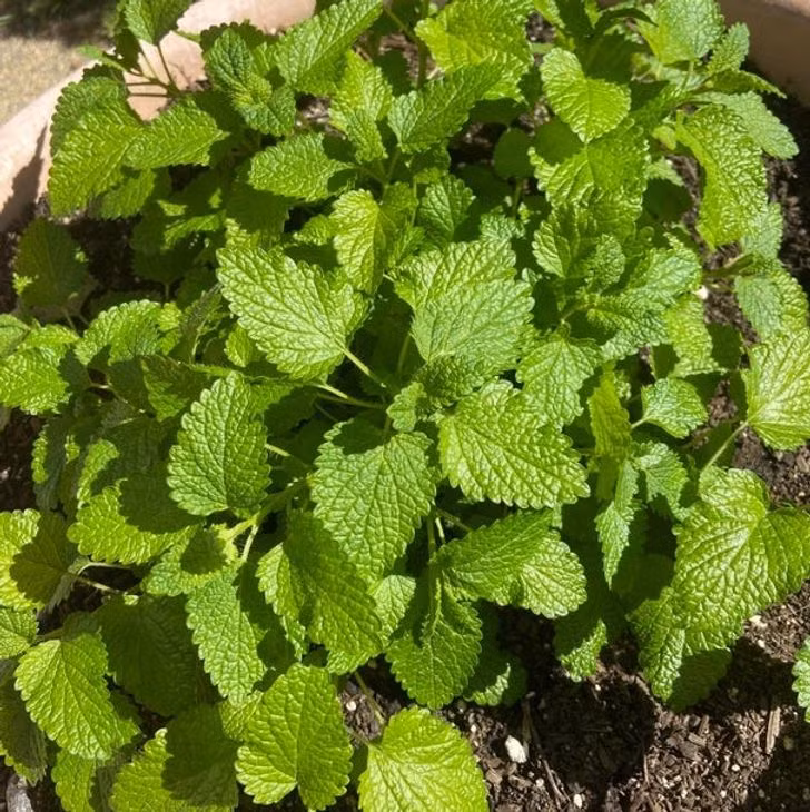 15 Plants That Can Naturally Send Mosquitoes and Bugs Away