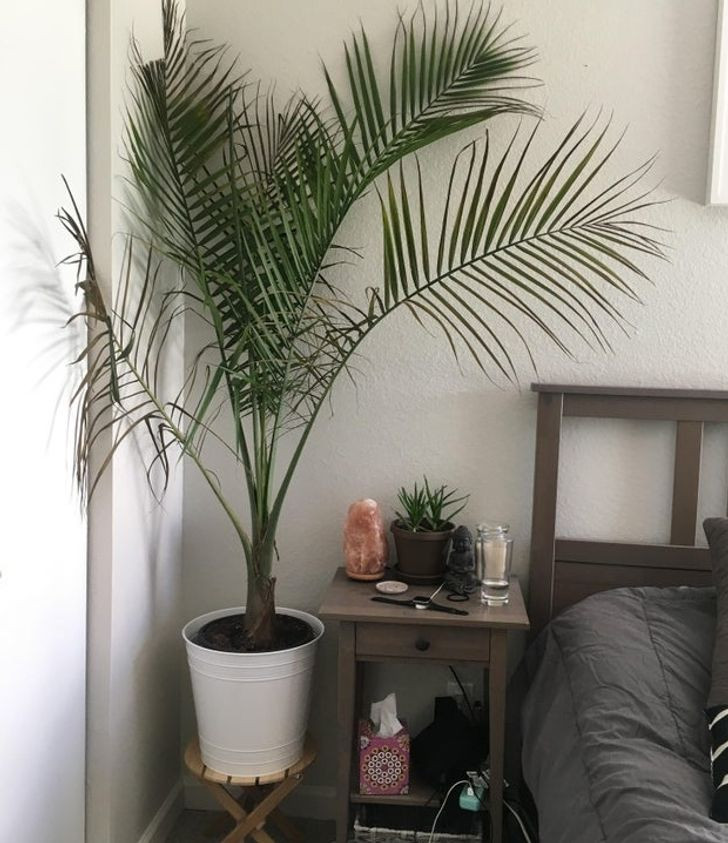 15 Air Purifying Plants to Have in Your Home If You Suffer From Allergies