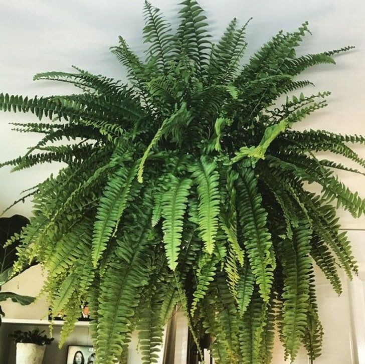 15 Air Purifying Plants to Have in Your Home If You Suffer From Allergies