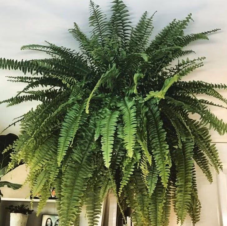 15 Air Purifying Plants to Have in Your Home If You Suffer From Allergies