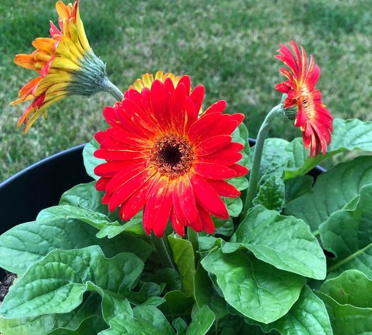 15 Air Purifying Plants to Have in Your Home If You Suffer From Allergies