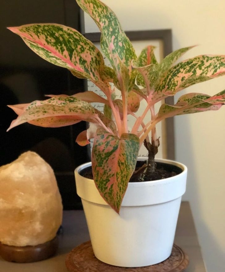 15 Air Purifying Plants to Have in Your Home If You Suffer From Allergies