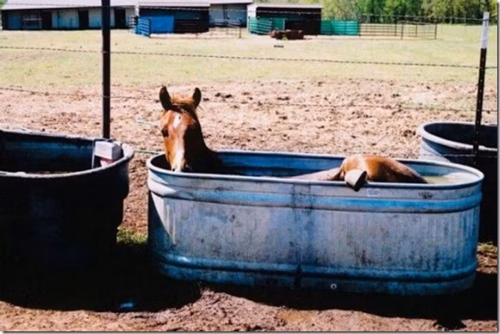 20&nbsp;Pictures Proving Hot Weather Gets Even to&nbsp;the Best of&nbsp;Us