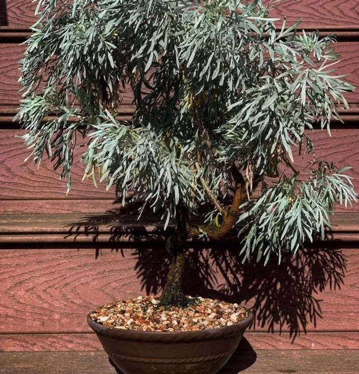 15 Plants That Can Naturally Send Mosquitoes and Bugs Away