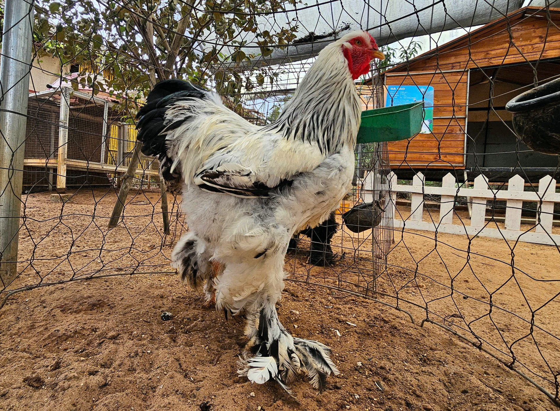 ga-canh-11.jpg