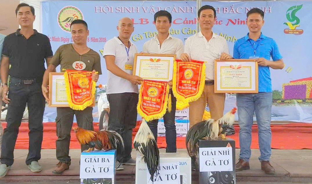 Gà cảnh Tân Châu được ông Dũng mang đi tham gia nhiều cuộc thi và đạt giải cao nhất, được giới chơi gà định giá lên đến 30 triệu đồng/con. giai-thuong-ga-canh.jpg