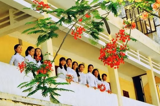Mùa phượng vĩ đã xa, Lê Thị Hằng, hoa phượng vĩ, tuổi học trò, hoài niệm, ký ức tuổi hoa niên, tình bạn, mùa hè, tản mạn, thanh xuân.