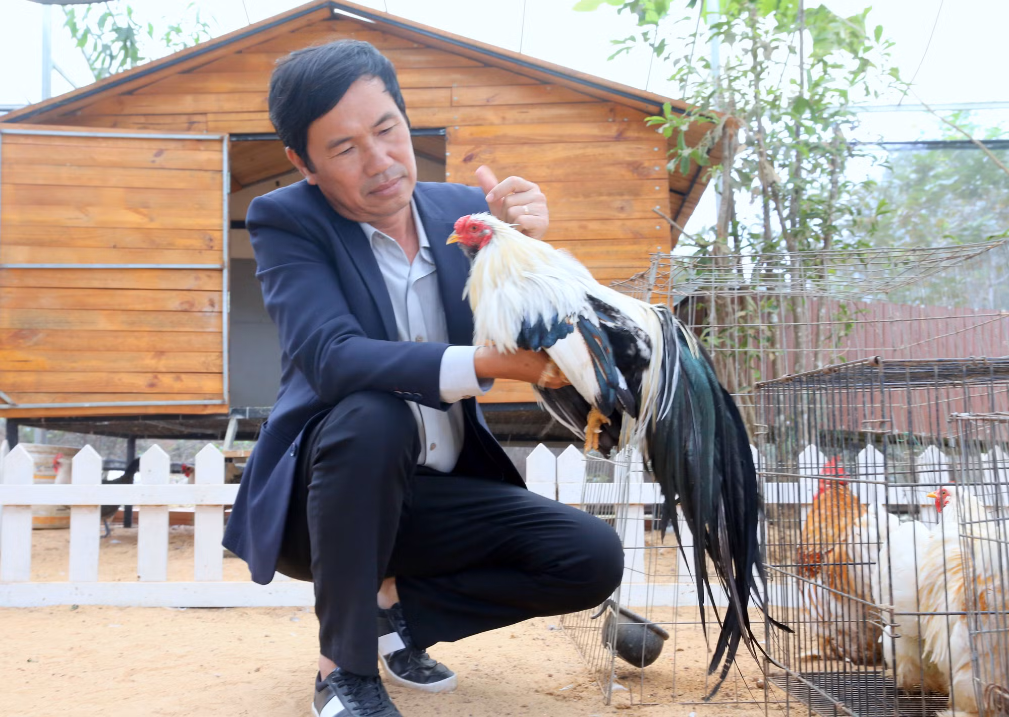 Gà tre Tân Châu được giới chơi gà cảnh rất yêu thích.