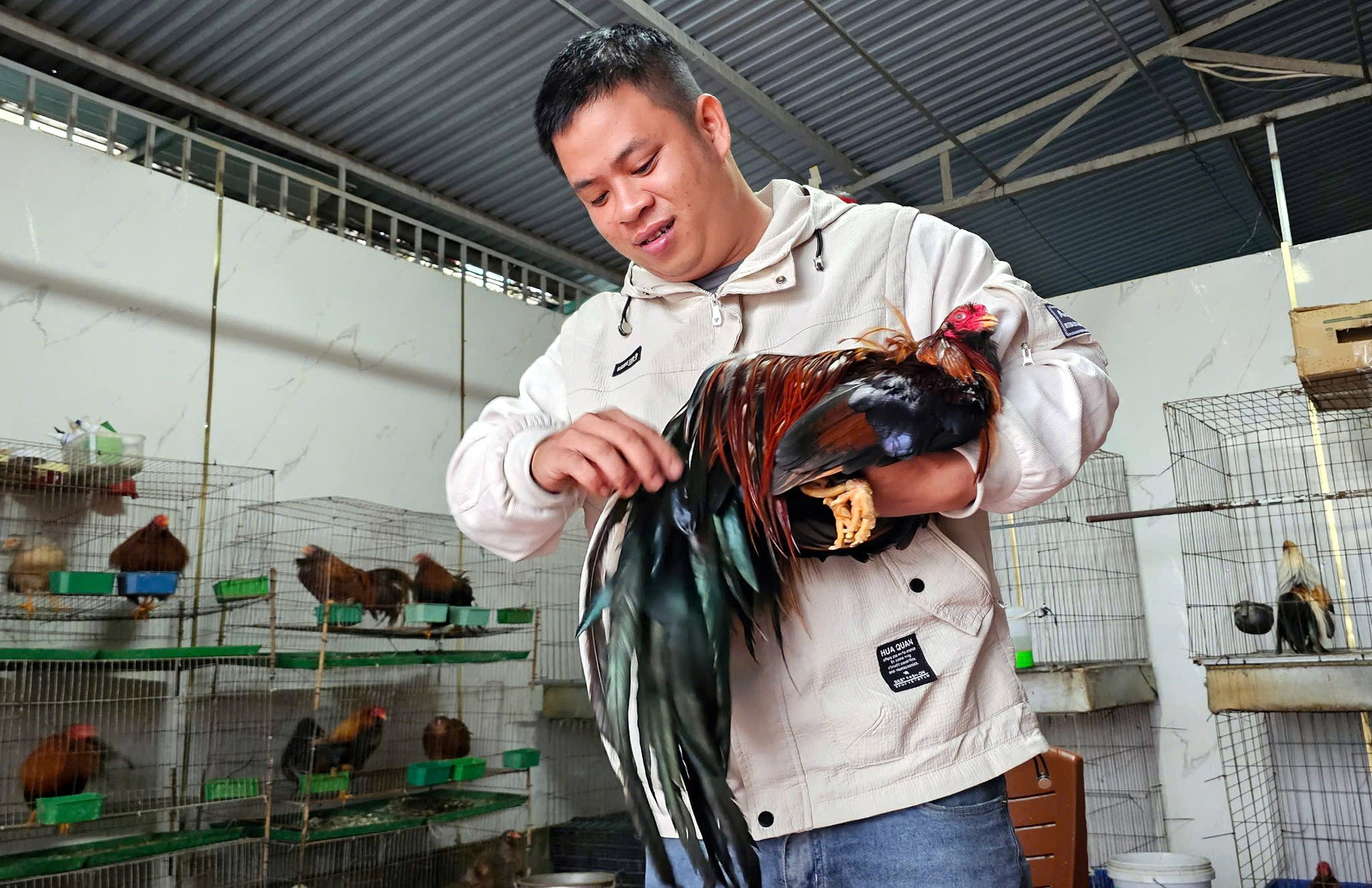 Anh Nguyễn Đức Thông, ở thị trấn Gio Linh cũng sở hữu hàng chục con gà Tân Châu. Đây là loại gà đòi hỏi phải chăm sóc công phu, tốn thời gian. ga-canh-12.jpg
