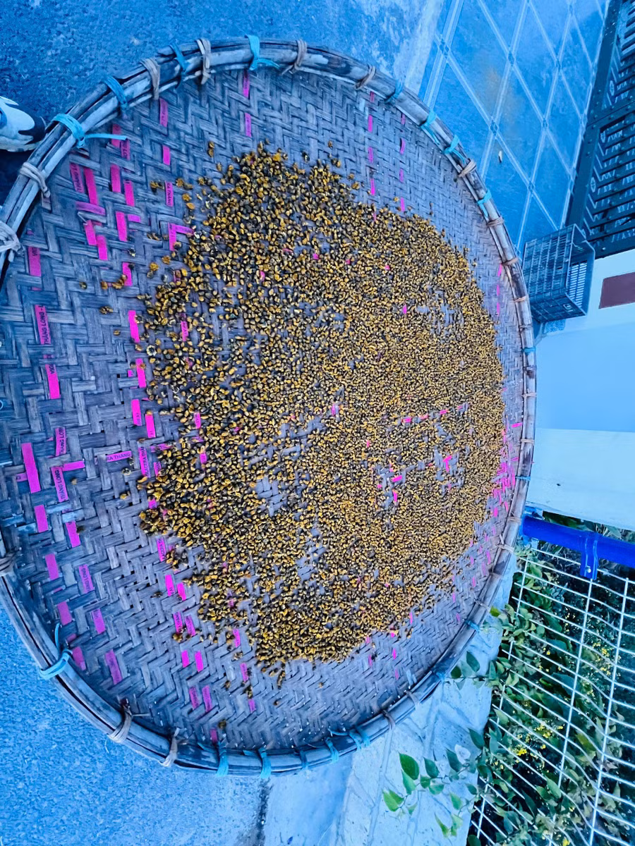 cuc4.jpg