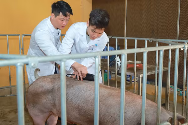 Chuyển đổi chăn nuôi bền vững không chỉ tăng năng suất
