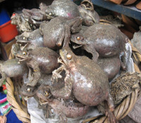 Chợ đạo cụ cho... phù thuỷ ảnh 5 Chợ đạo cụ cho... phù thuỷ ảnh 5