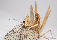 Côn trùng… tre ảnh 6 Côn trùng… tre ảnh 6