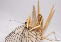 Côn trùng… tre ảnh 6