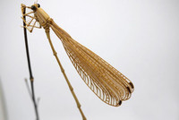 Côn trùng… tre ảnh 2 Côn trùng… tre ảnh 2