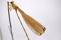 Côn trùng… tre ảnh 2