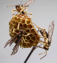 Côn trùng… tre ảnh 4 Côn trùng… tre ảnh 4