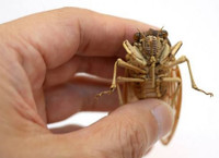 Côn trùng… tre ảnh 3 Côn trùng… tre ảnh 3