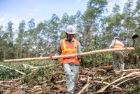 Triển vọng khôi phục rừng ở Việt Nam ảnh 6