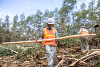 Triển vọng khôi phục rừng ở Việt Nam ảnh 6