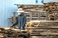 Triển vọng khôi phục rừng ở Việt Nam ảnh 5