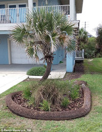 Sức sống mãnh liệt của cây ảnh 7 Sức sống mãnh liệt của cây ảnh 7