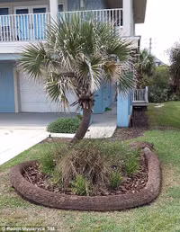 Sức sống mãnh liệt của cây ảnh 7