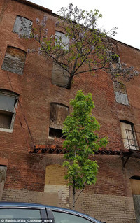 Sức sống mãnh liệt của cây ảnh 3 Sức sống mãnh liệt của cây ảnh 3