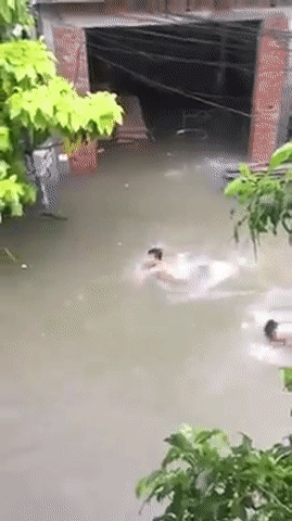 Giải bơi đường phố mở rộng.