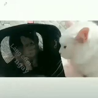 Nhờn với chị Nhờn với chị