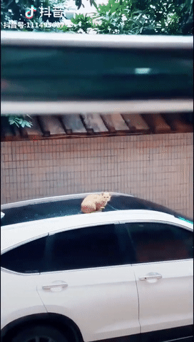 Ảo tưởng sức mạnh