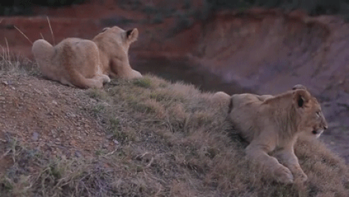 Mệt mỏi lắm rồi, thôi buông xuôi vậy.