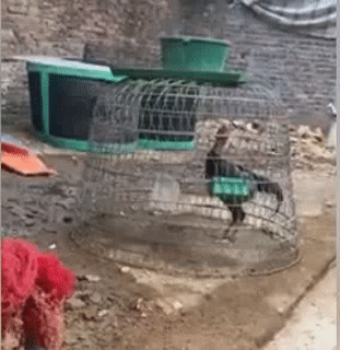 Đang ngày nghỉ mà ai đó lại bật nhạc.