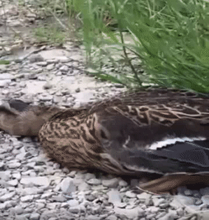 Giả chết thành công