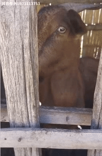 Không dám nhìn vào đôi mắt ấy