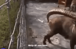 Mọc sừng để làm gì?.