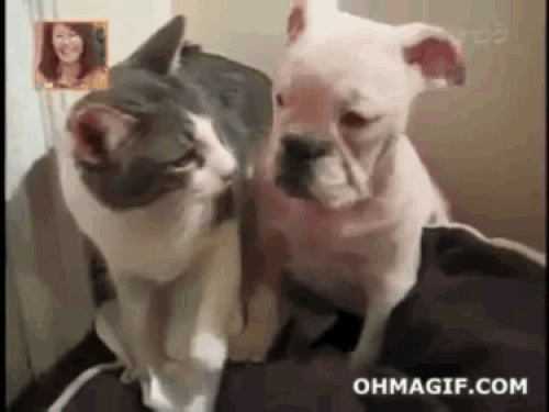 Nụ hôn bị chối từ.