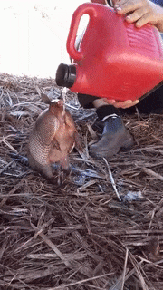 Khoảnh khắc tuyệt đẹp của những người hùng xả thân cứu sống các con vật nhỏ bé ảnh 7 Khoảnh khắc tuyệt đẹp của những người hùng xả thân cứu sống các con vật nhỏ bé ảnh 7