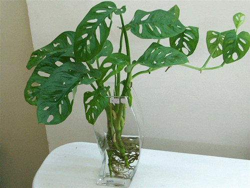 Loài cây có lá thủng lỗ chỗ, thanh lọc không khí cực kỳ hiệu quả ảnh 4