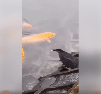 Vừa miếng Vừa miếng