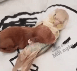 Người lạ ơi cho tôi muộn bờ vai Người lạ ơi cho tôi muộn bờ vai