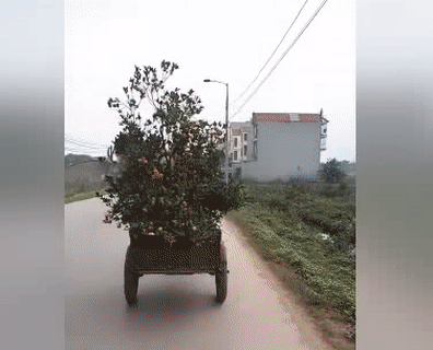 Về nhà không biết còn cọng nào không nữa Về nhà không biết còn cọng nào không nữa