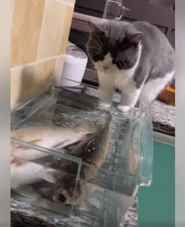 Thịt thơm quá. Thịt thơm quá.