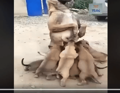 Xếp hàng đi, không được bon chen Xếp hàng đi, không được bon chen