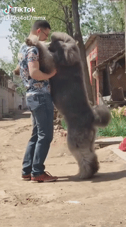 Cho ôm cái nào Cho ôm cái nào