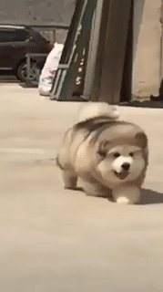 Ai nuôi bạn ấy không.